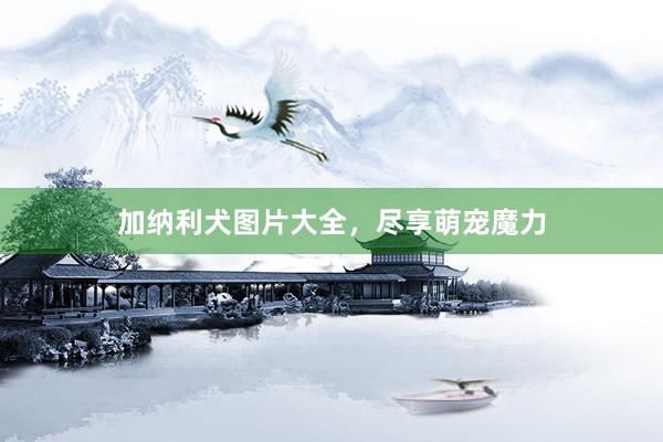 加纳利犬图片大全,尽享萌宠魔力